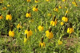 Prairie Coneflower - Native
