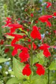 Scarlet Sage - Native