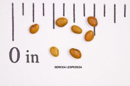 Lespedeza - Sericea