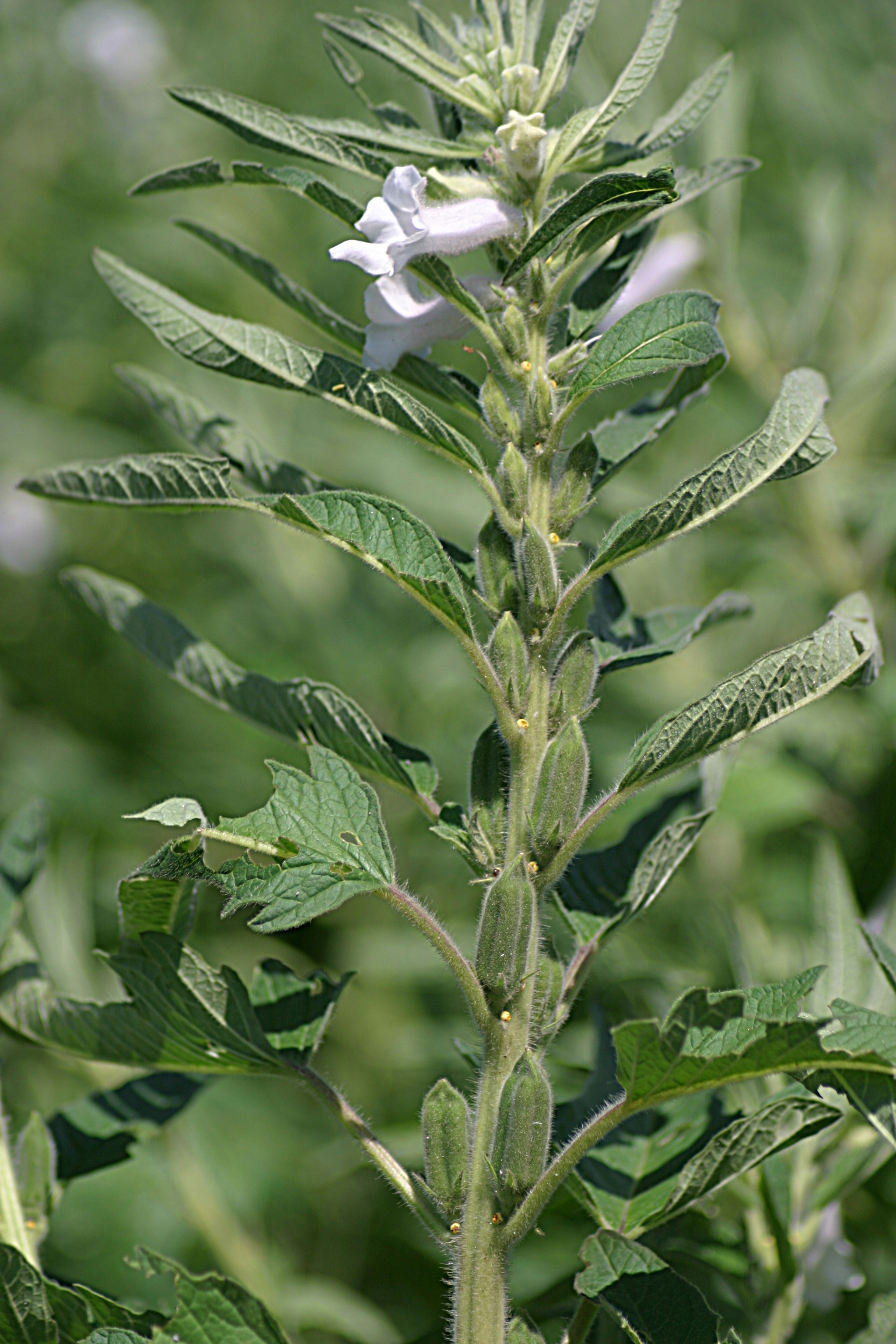turnerseed: Sesame - S140