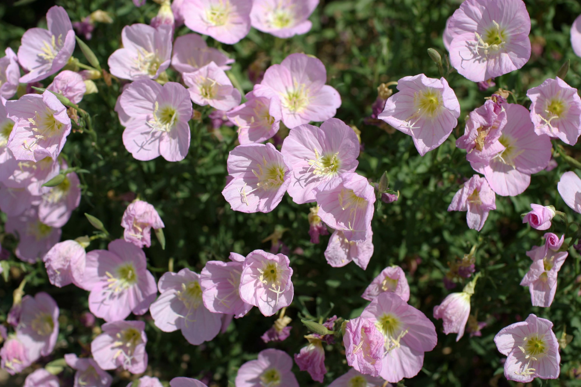 turnerseed Showy Evening Primrose Native
