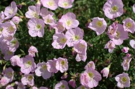 Showy Evening Primrose - Native
