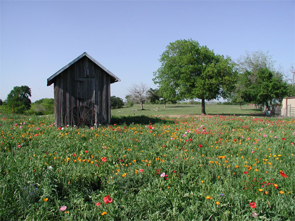 Wildflowers