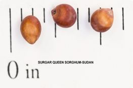 Sorghum Sudangrass Hybrid - Sugar Queen