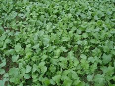 Turnips - Purple Top