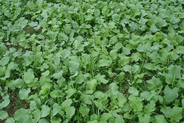 Food Plots