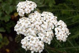 White Yarrow - Native