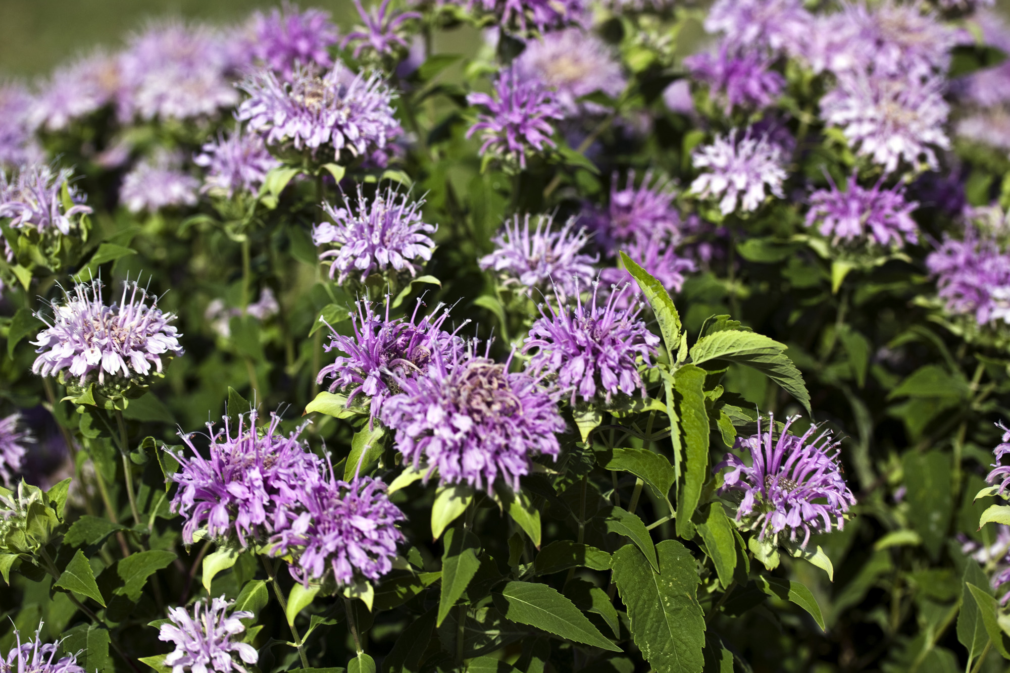 Turnerseed Wild Bergamot Bee Balm 