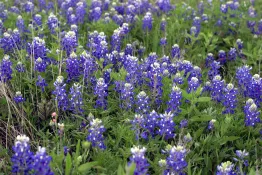 Texas Bluebonnet - Native